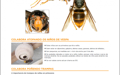 Control de Vespa Velutina