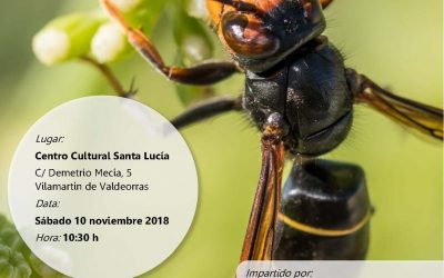 LOITA CONTRA A VESPA VELUTINA